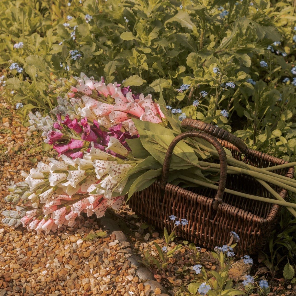 Saint & Sofia - Lavender Lane