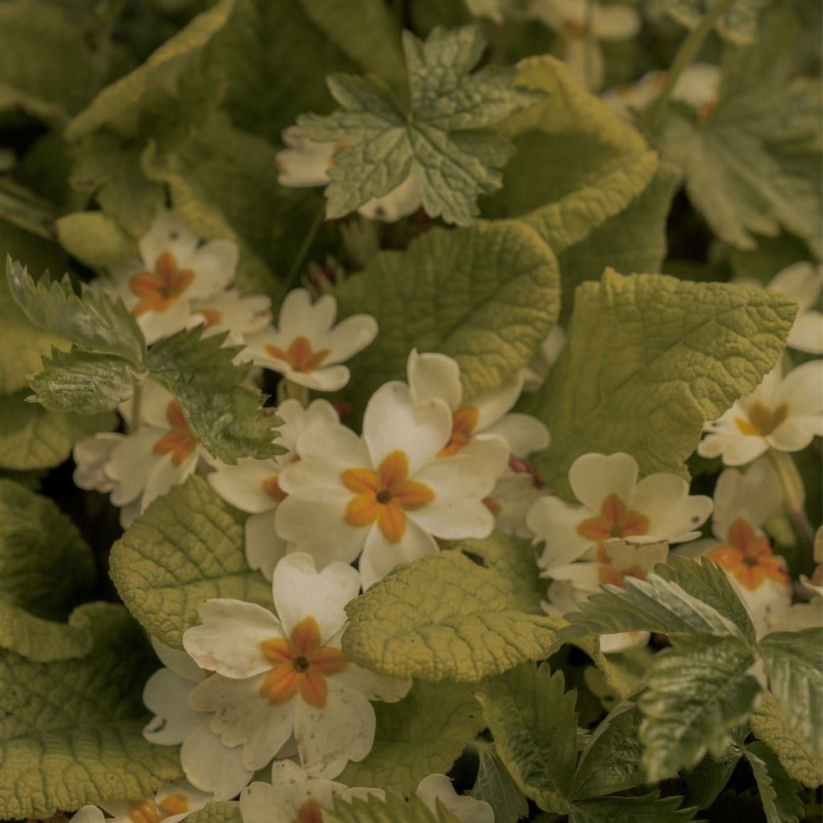 Saint & Sofia - Lavender Lane