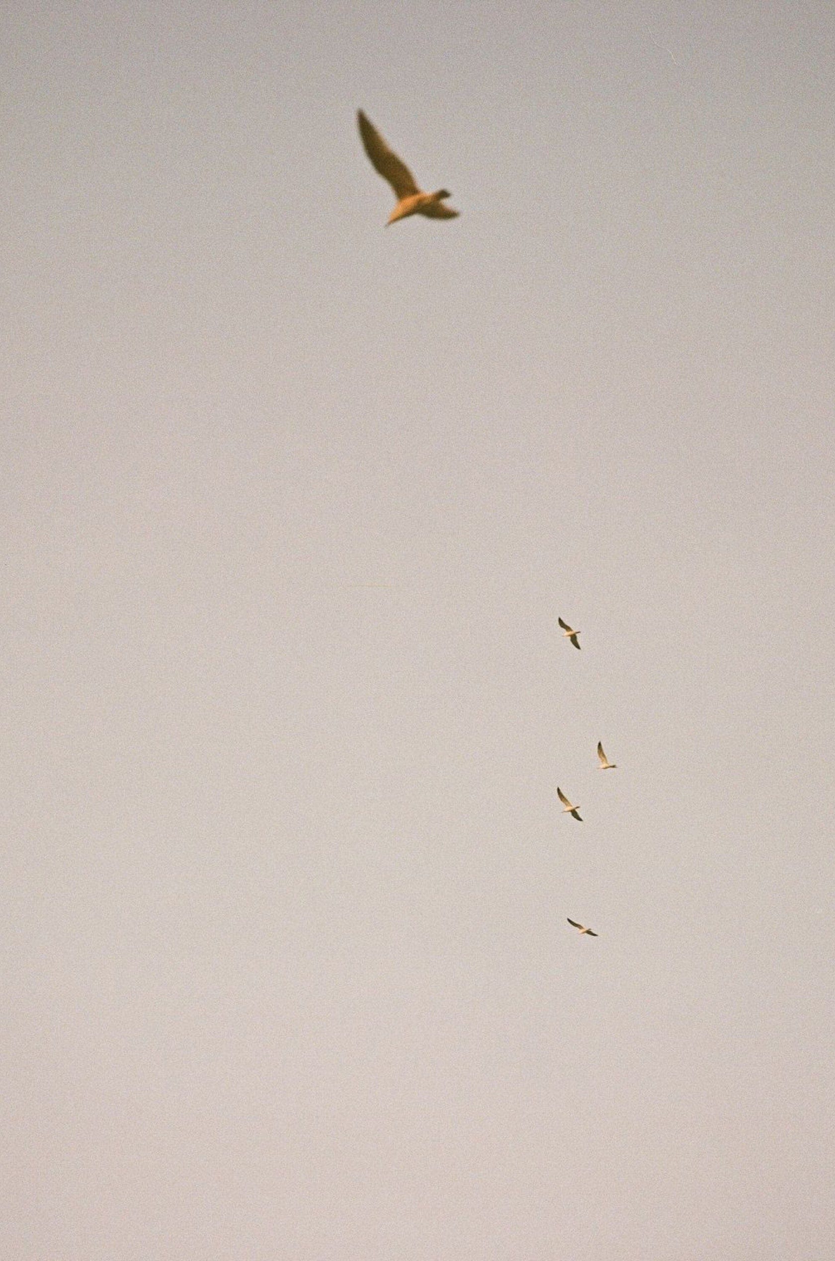 Saint & Sofia - Odyssey | A/W 22 Fashion Campaign | Saint + Sofia® EU