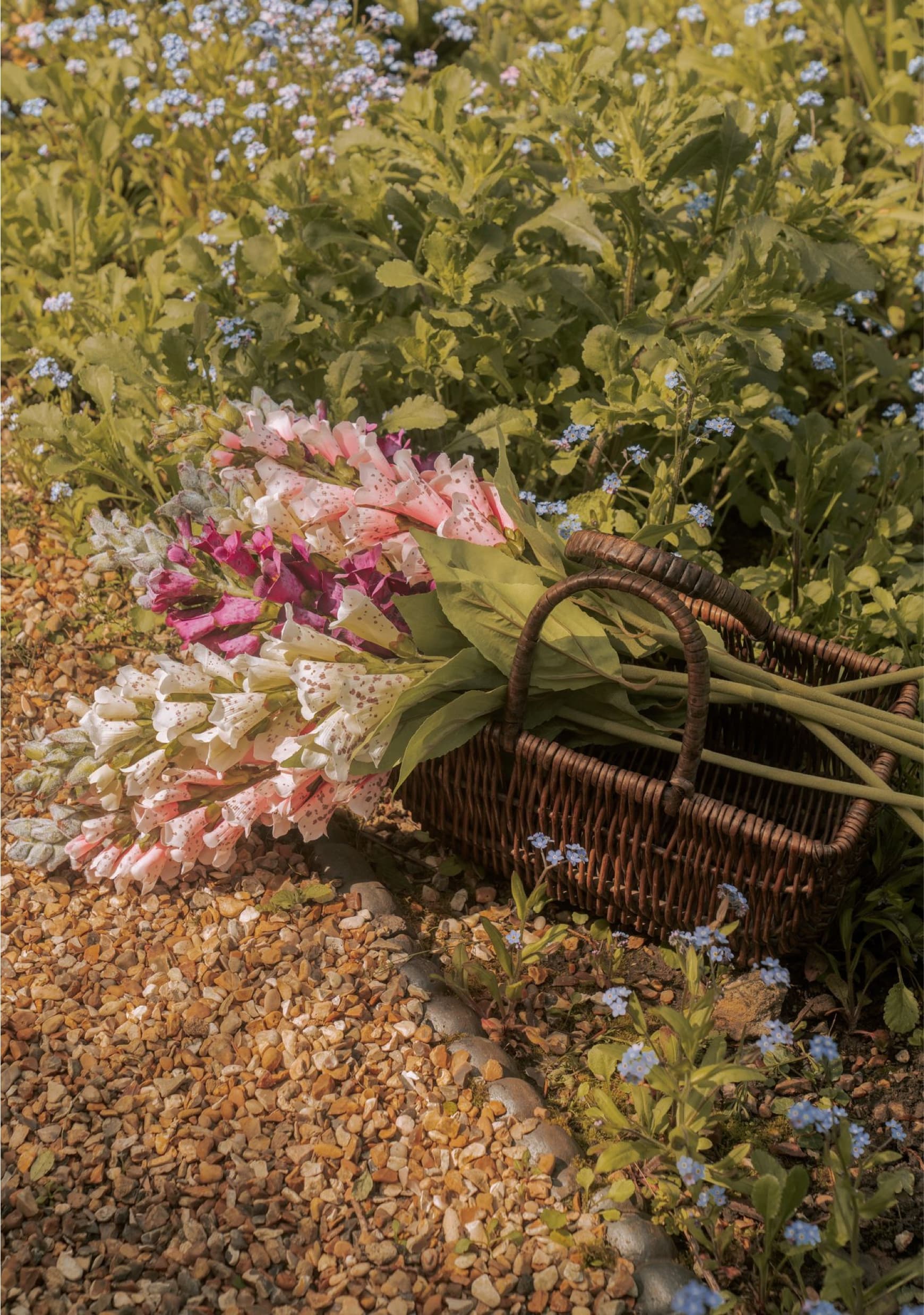 Saint & Sofia - Campaigns - Lavender Lane