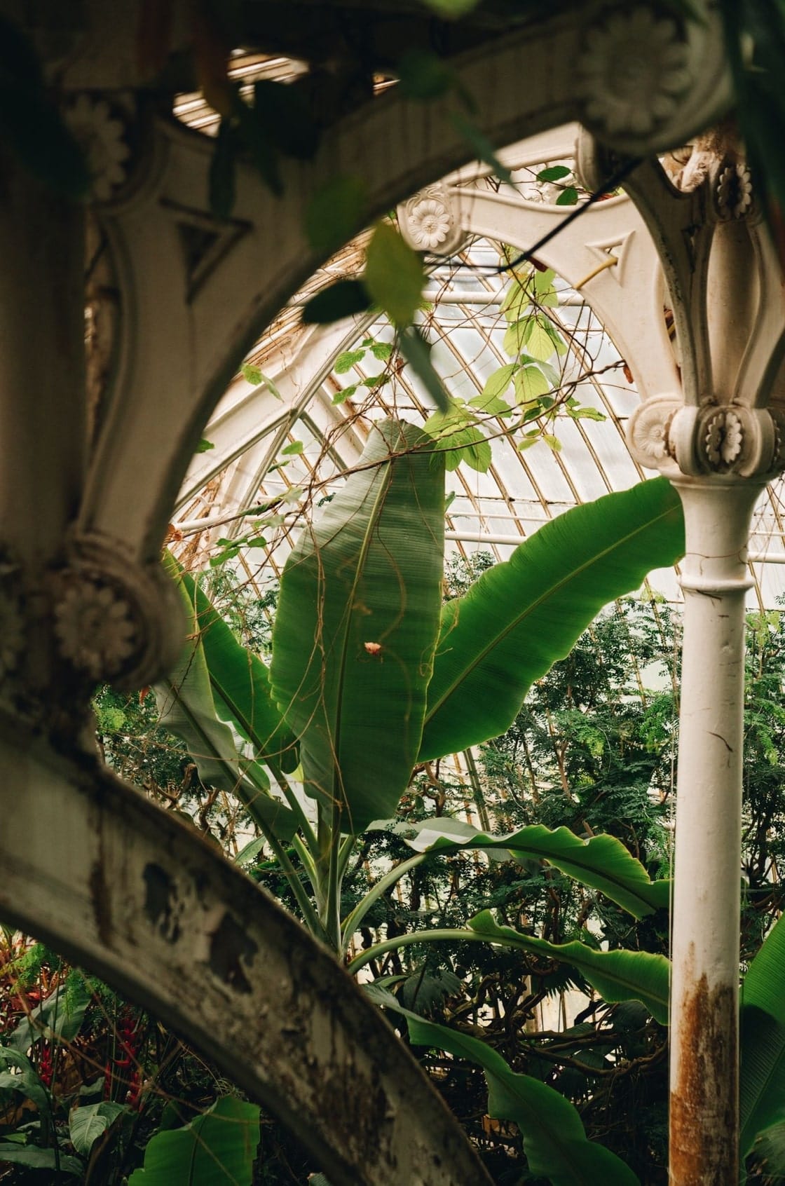 Saint & Sofia - The Botanist