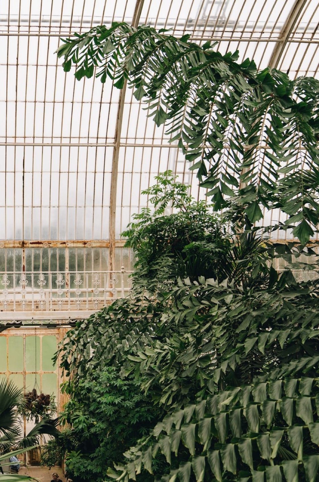 Saint & Sofia - The Botanist